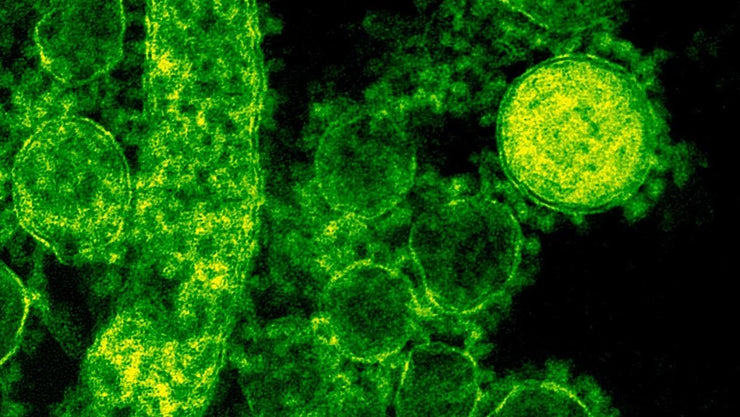 best herbs for viruses 